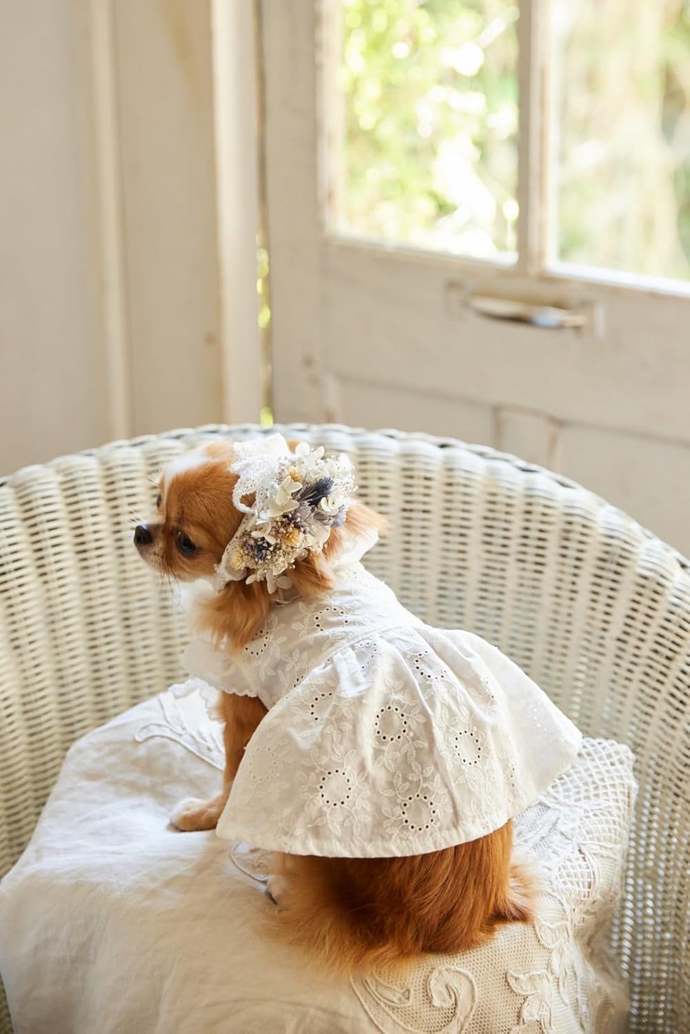 小型犬のための かわいい犬のお洋服[Fe-70756] – トマトオンラインショップ