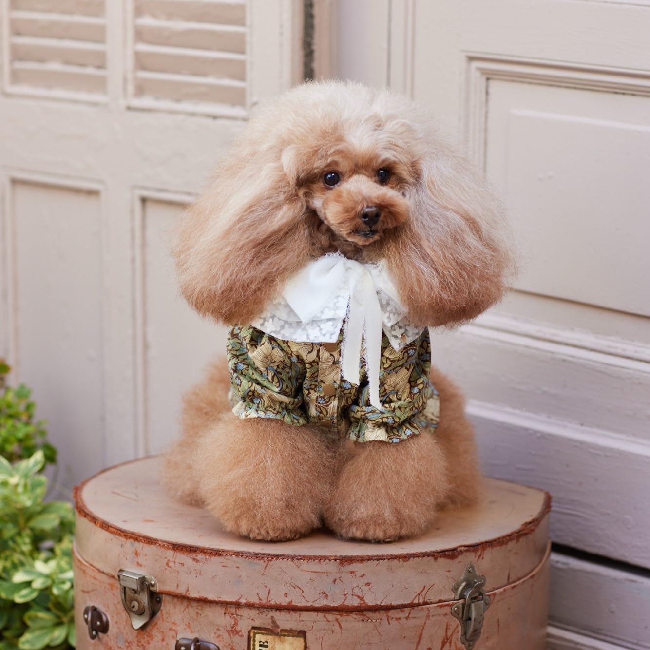 小型犬のための かわいい犬のお洋服[Fe-70756] – トマトオンラインショップ