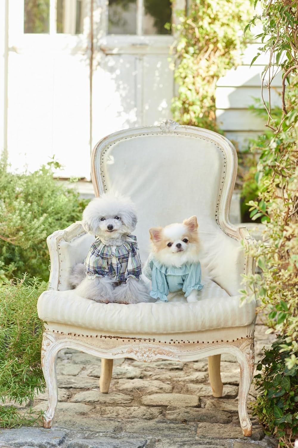 小型犬のための かわいい犬のお洋服[Fe-70756] – トマトオンラインショップ